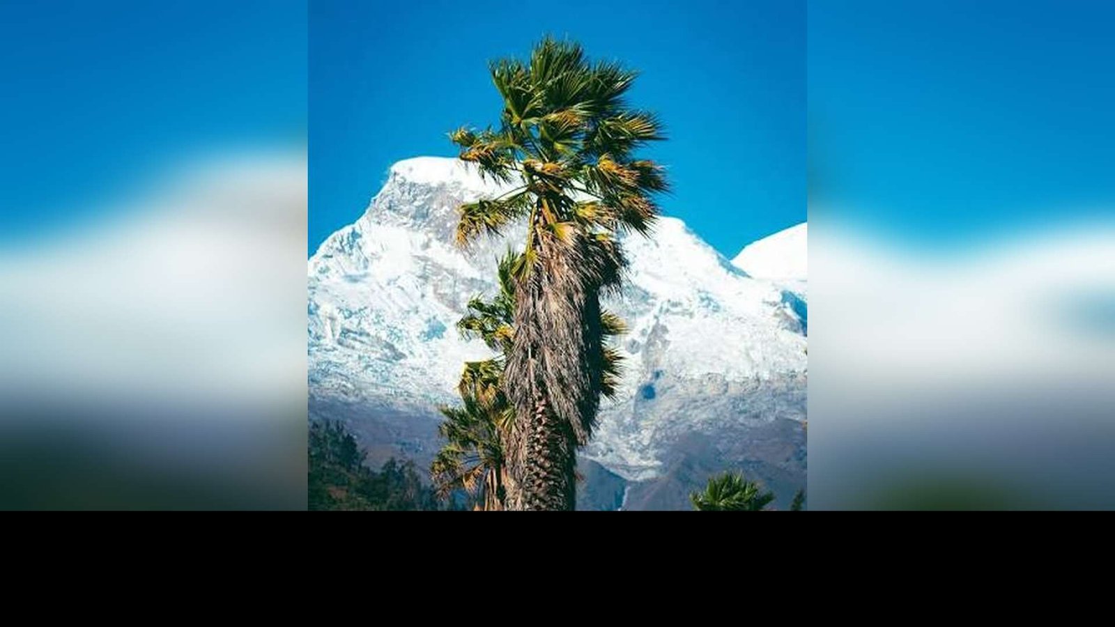 Las palmeras de Yungay