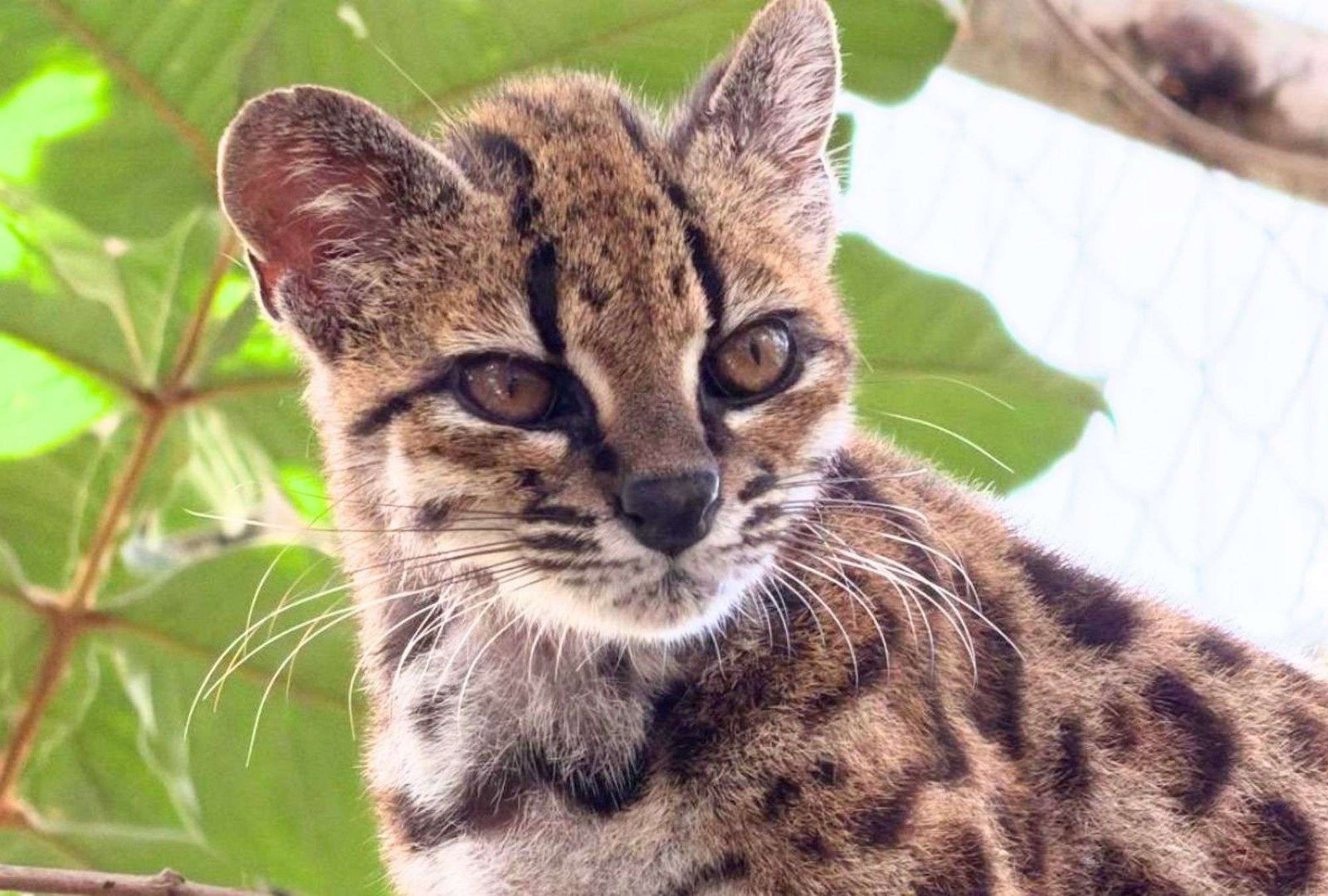 El Leopardus tilcayo es la nueva especie de felino descubierta en los Yungas de Bolivia