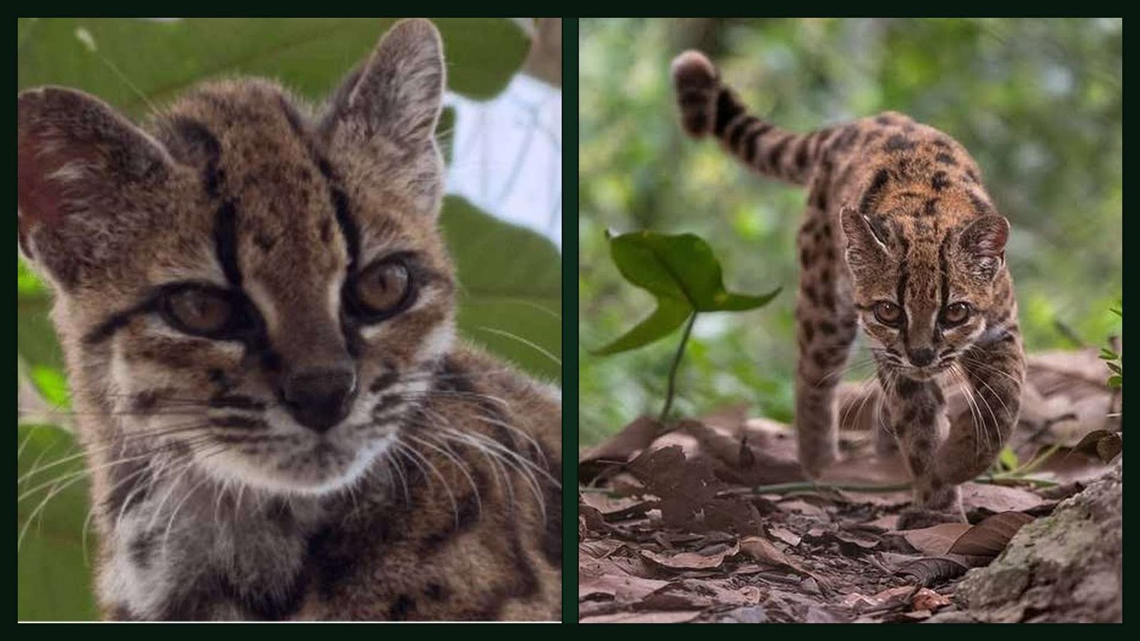 El Leopardus tilcayo es la nueva especie de felino descubierta en los Yungas de Bolivia