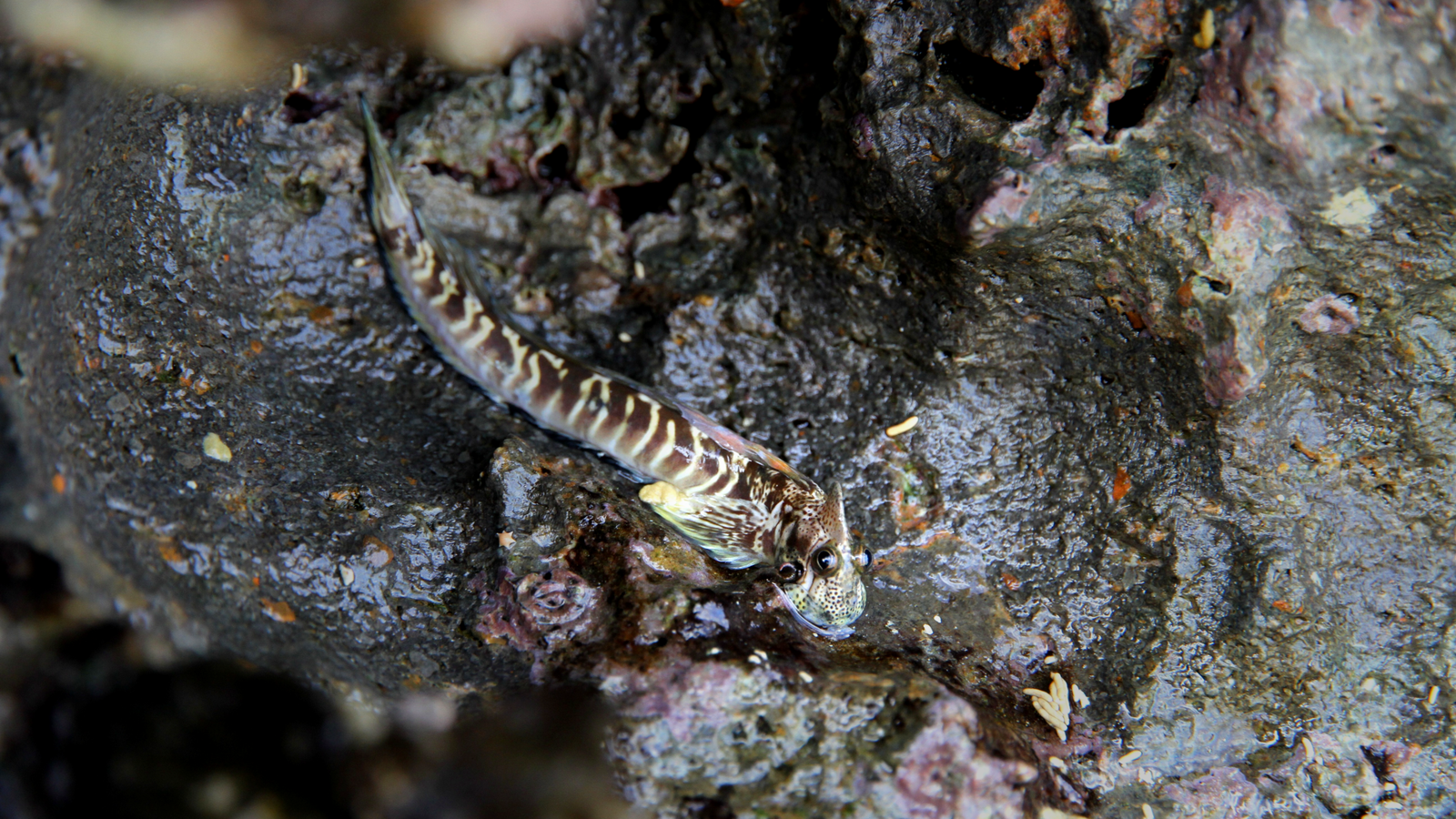Descubren la posible implicación del microbioma en la evolución de los peces hacia formas de vida terrestres