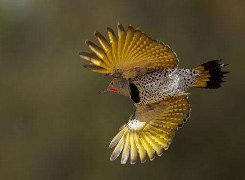 En las aves, el colorido de los machos ayuda a predecir su longevidad